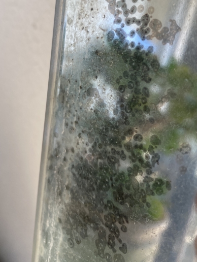 ＤＩＹでお風呂の鏡を交換！